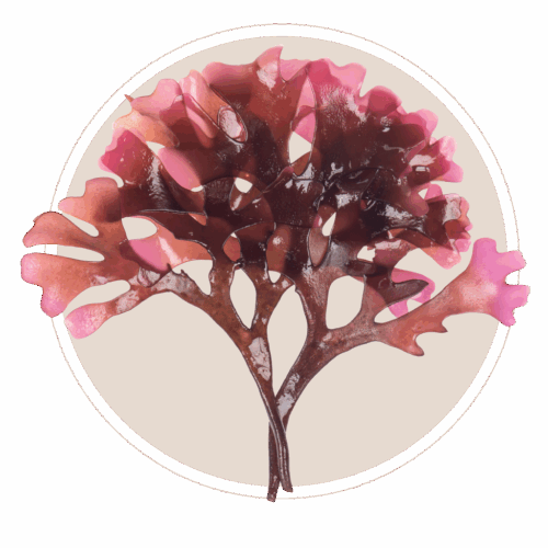 Irish Sea Moss new