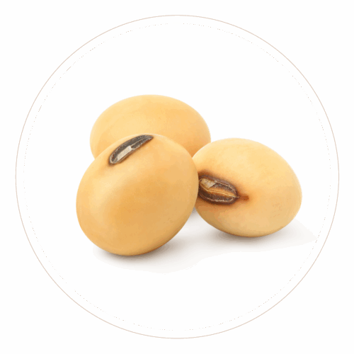 soybean