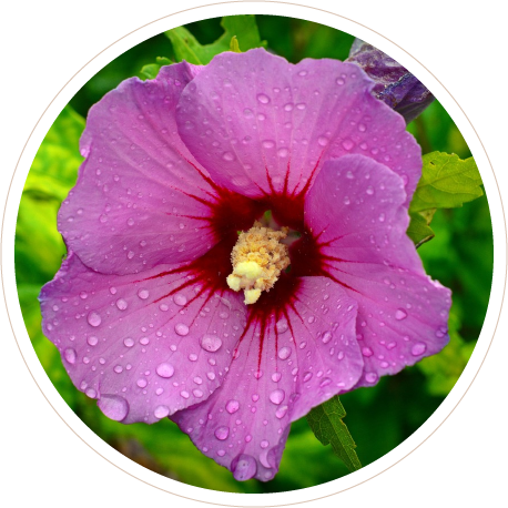 Althaea Rosea