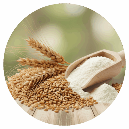 GALACTOMYCES 1536x1536