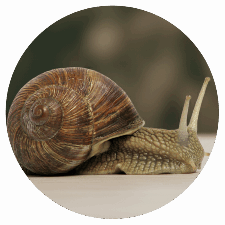 Snail scaled